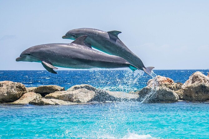 2-Hour Dolphin Sunset Tour from Giardini Naxos - What happens after leaving the port