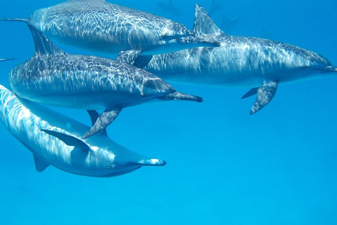 2-Hour Dolphin Sunset Tour from Giardini Naxos - A two-hour format that fits an evening