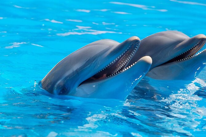 2-Hour Dolphin Sunset Tour from Giardini Naxos - The boat is simple, and that affects the experience