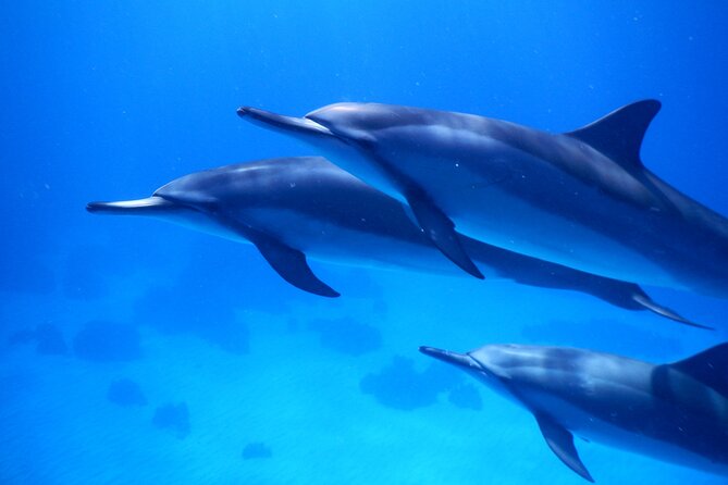 2-Hour Dolphin Watching and Double Reef with Snorkel in Hawaii - Key points at a glance