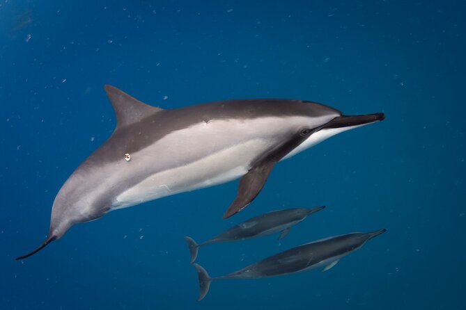 2-Hour Dolphin Watching and Double Reef with Snorkel in Hawaii - Why this Big Island boat trip works