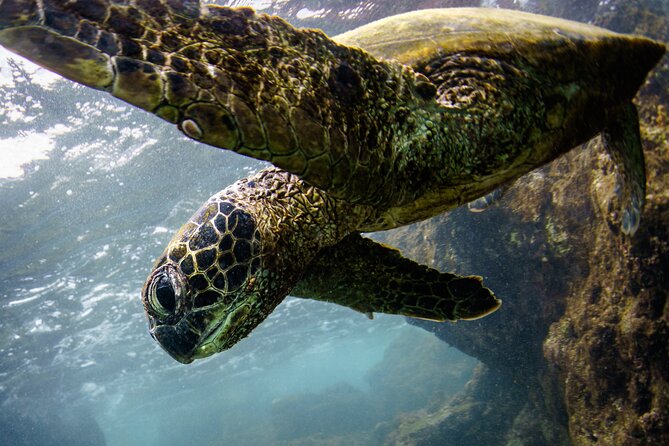 2-Hour Dolphin Watching and Double Reef with Snorkel in Hawaii - Dolphin watching without false promises