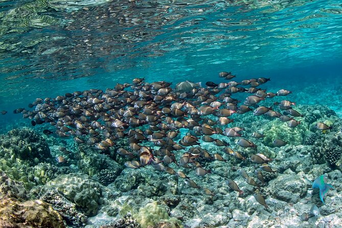 2-Hour Dolphin Watching and Double Reef with Snorkel in Hawaii - Second reef: more water time, less rush