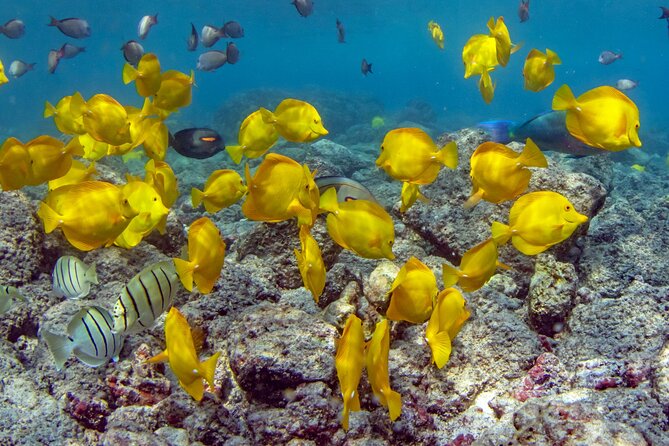 2-Hour Dolphin Watching and Double Reef with Snorkel in Hawaii - From Honokohau Marina to open water