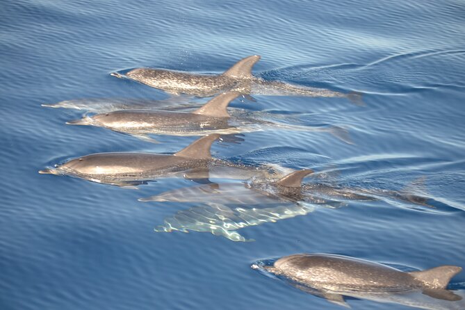 2-Hour Dolphin Watching Experience in Fuerteventura - Setting out from Morro Jable at 10:00