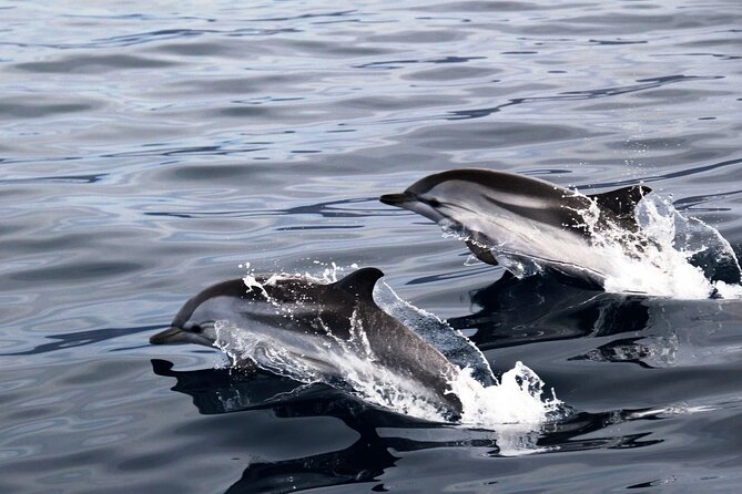2-Hour Dolphin Watching Experience in Fuerteventura - Wildlife expectations: excitement with no guarantee