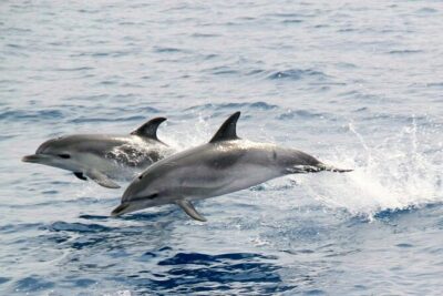 2-Hour Dolphin Watching Experience in Fuerteventura