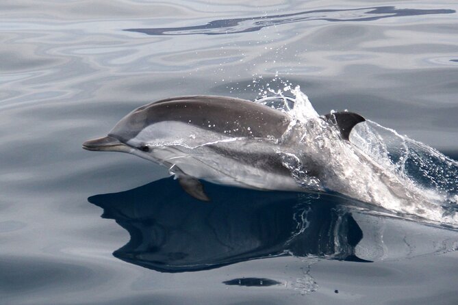 2-Hour Dolphin Watching Experience in Fuerteventura - Is $56.72 a fair price?