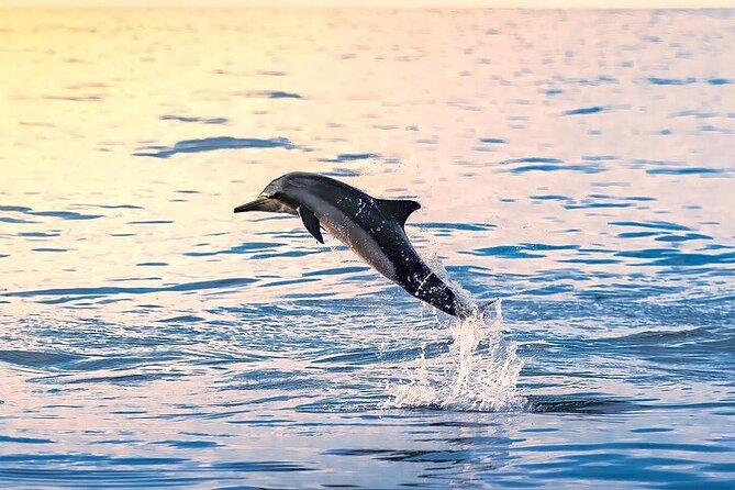 2 Hour Dolphin Watching Experience in Muscat - Key points to know before you go