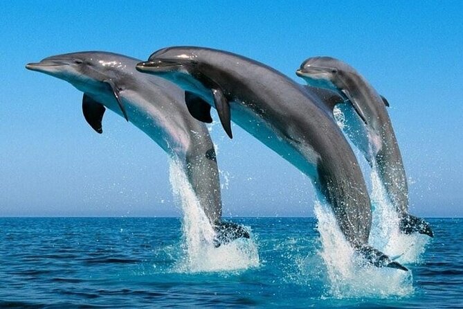 2 Hour Dolphin Watching Experience in Muscat - Setting out from Muscat at 10:00 am