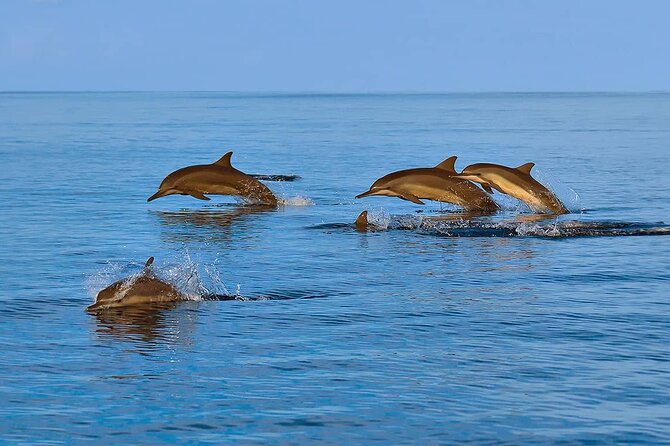 2 Hour Dolphin Watching Experience in Muscat - What $49.99 buys you