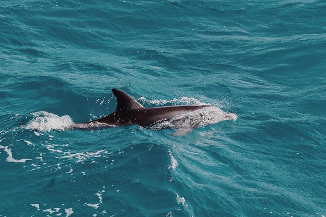 2 Hour Dolphin Watching Experience in Muscat - Who will enjoy this Muscat boat trip most