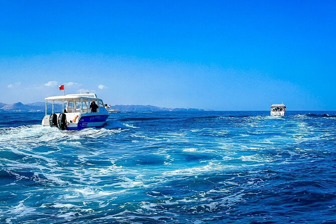 2 Hour Dolphin Watching Experience in Muscat - Searching the Arabian Sea for four dolphin species