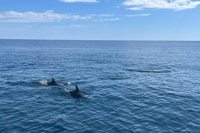 2-Hour Excursion in Search of Dolphins/ Includes Drink and Snacks - Choosing the best departure time
