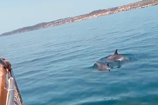2-Hour Excursion in Search of Dolphins/ Includes Drink and Snacks - Who should book this Estepona cruise?
