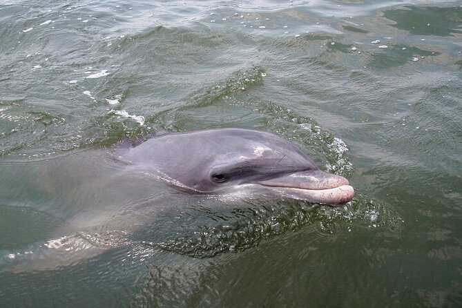 2 Hour Kayak Hilton Head Dolphin and Nature Tour - More than a dolphin hunt