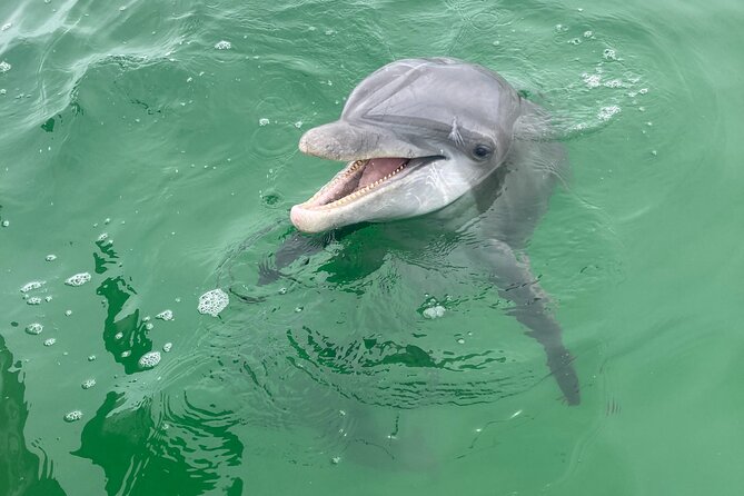 2 Hour Private Dolphin and Sightseeing Tour Shell Island - Finding dolphins in their natural habitat