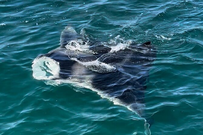 2 Hour Private Dolphin Sightseeing Tour - Families, couples, and small groups