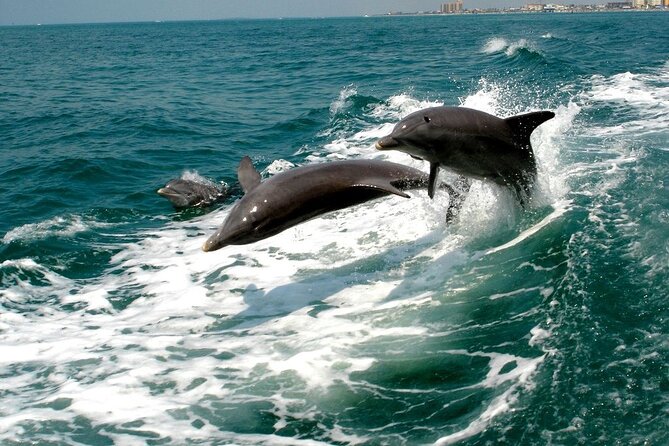 2 Hour Private Dolphin Sightseeing Tour - Weather and the practical tradeoffs