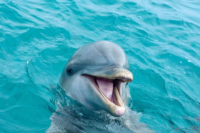 2 Hour Private Dolphin Sightseeing Tour - Cruising around Shell Island
