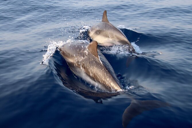 2-Hour Private Dolphin Watching Activity in Taormina - Key Points Before You Book