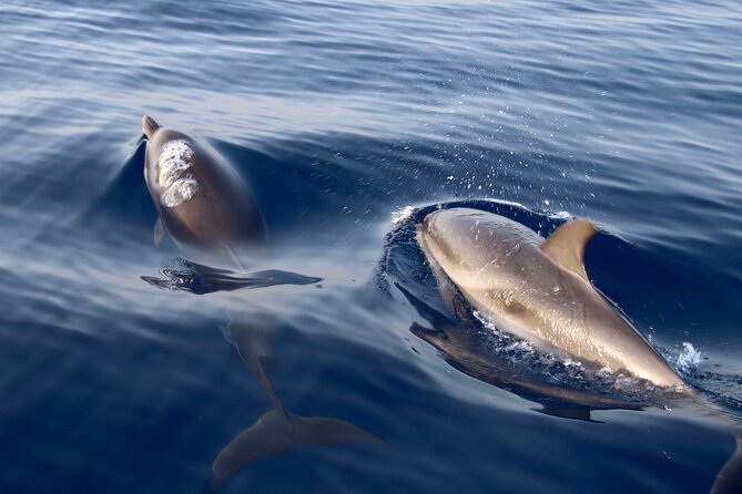 2-Hour Private Dolphin Watching Activity in Taormina - Searching for Dolphins in the Bay of Taormina