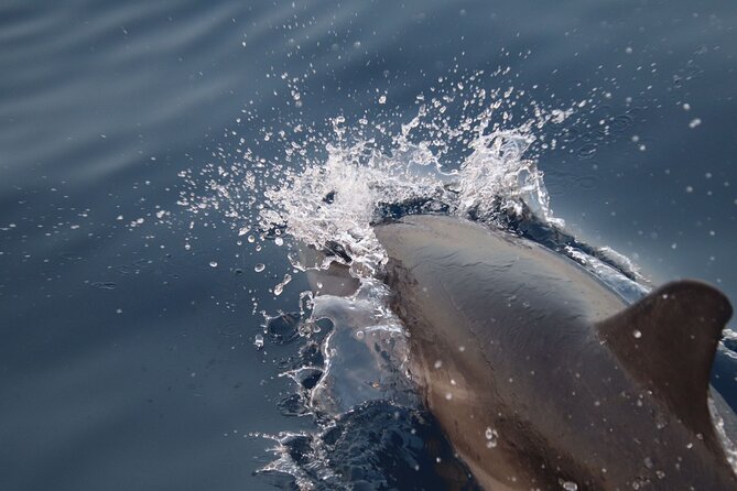 2-Hour Private Dolphin Watching Activity in Taormina - A Low-Key Aperitif on the Water