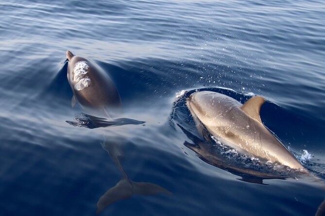 2-Hour Private Dolphin Watching Activity in Taormina - The Skipper Makes a Difference
