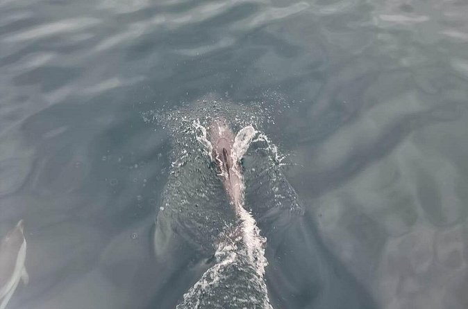 2-Hour Private Dolphin Watching Activity in Taormina - Private Tour Value for Families and Couples