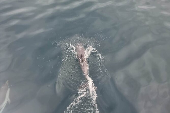 2-Hour Private Dolphin Watching Activity in Taormina - Practical Details That Matter
