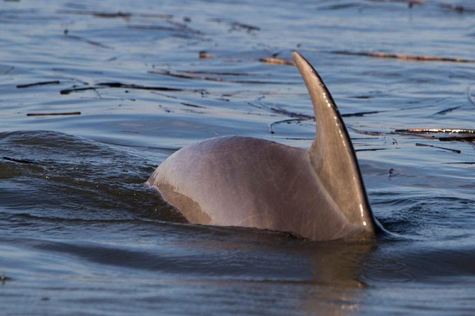 2-Hour Private Hilton Head Dolphin Watching Cruise - Cruising Calibogue Sound and Harbour Town