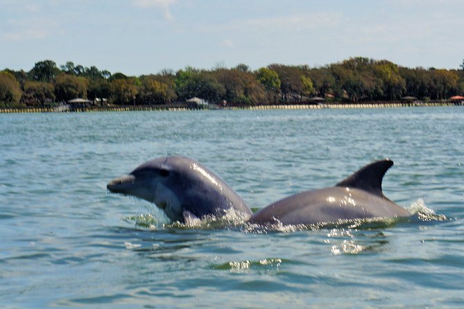 2-Hour Private Hilton Head Dolphin Watching Cruise - Captains who shape the experience
