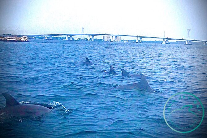 2 Hour Shell Island Jet Ski Dolphin Tour - Searching for dolphins in the Gulf