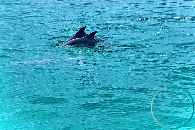 2 Hour Shell Island Jet Ski Dolphin Tour - The return ride and free-water time