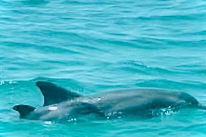 2 Hour Shell Island Jet Ski Dolphin Tour - What the $149 price really covers