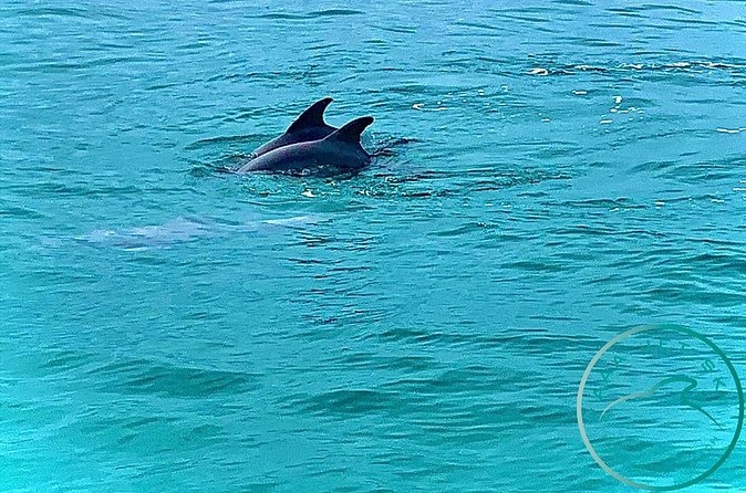 2 Hour Shell Island Jet Ski Dolphin Tour - Who will enjoy this most