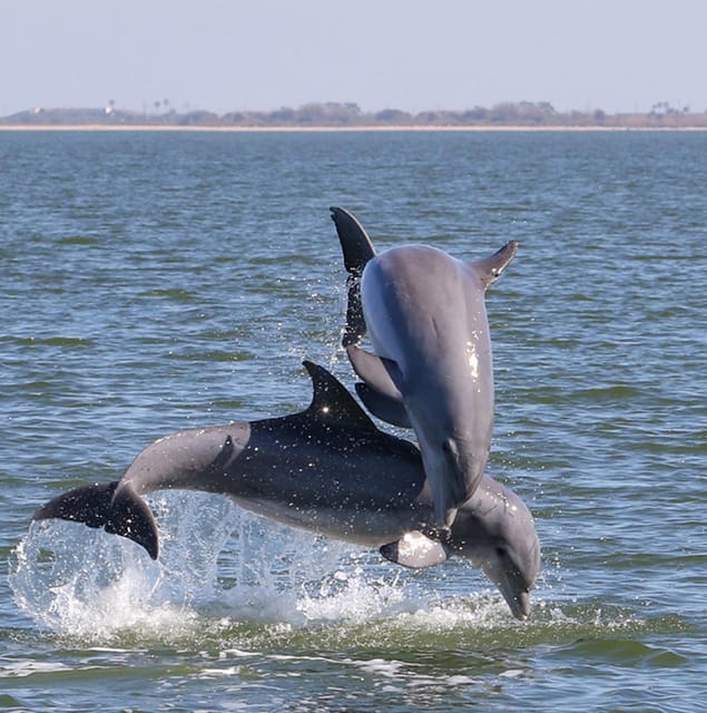 2 Hour Tiki Dolphin Sightseeing Tour in Cocoa Beach - Is $65 a Fair Price?