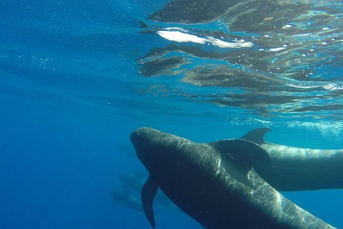 2 hour trip to see whales dolphins puerto colon adeje - Setting out from Puerto Colón in Costa Adeje
