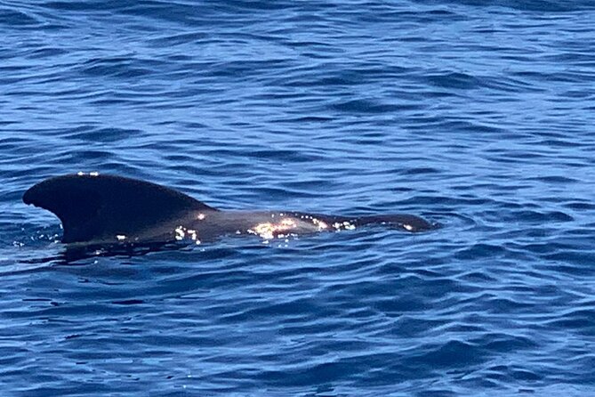 2 hour trip to see whales dolphins puerto colon adeje - Crew members who add more than directions