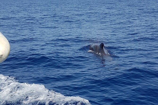2 hour trip to see whales dolphins puerto colon adeje - Seeing Costa Adeje from the water