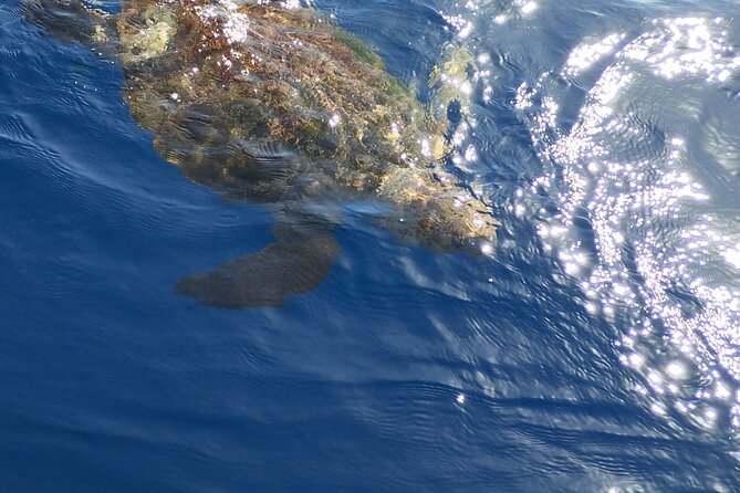 2 hour trip to see whales dolphins puerto colon adeje - Sandwiches, drinks, and the comfort factor