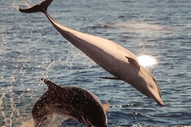 2 hour trip to see whales dolphins puerto colon adeje - Is $43.45 fair for two hours?