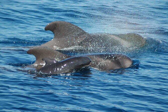 2 hour trip to see whales dolphins puerto colon adeje - Two hours in the whale and dolphin zone