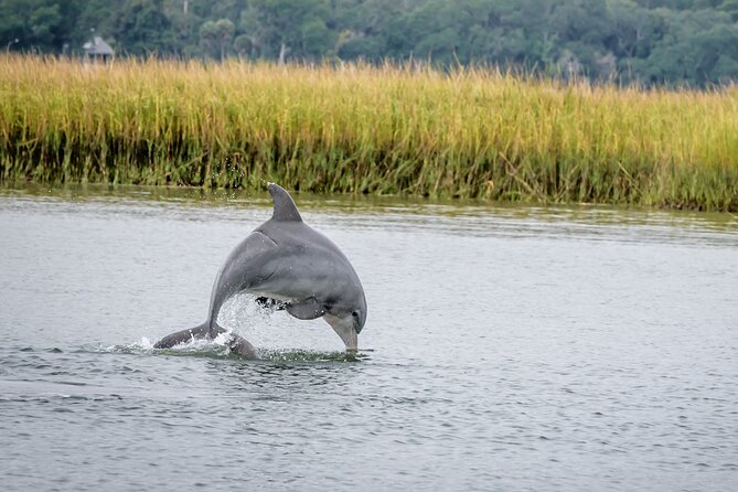 2 Hours Dolphin Eco Tour - Key Points Before You Board