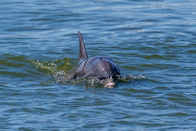 2 Hours Dolphin Eco Tour - Why This Cruise Adds a New Side to Savannah