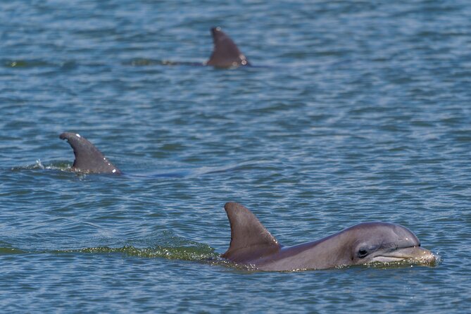2 Hours Dolphin Eco Tour - The Captains Make the Difference