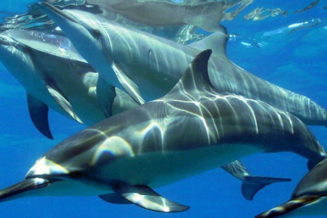 2-Hours Dolphin Excursion in Mauritius - Meeting the boat at La Balise Marina