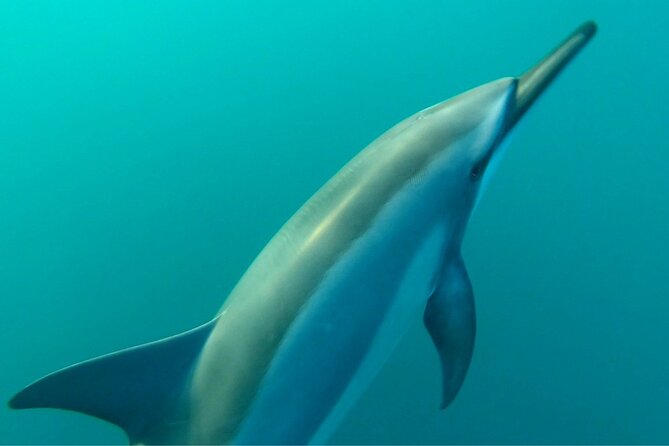 2-Hours Dolphin Excursion in Mauritius - What the 8-person limit really gives you