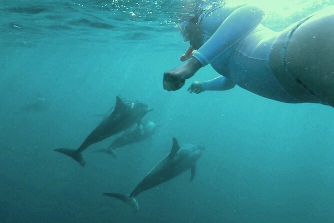 2-Hours Dolphin Excursion in Mauritius - Is $63.97 good value?
