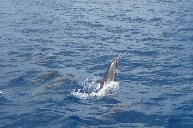 2-Hours Dolphin Excursion in Mauritius - Who should book this dolphin trip?